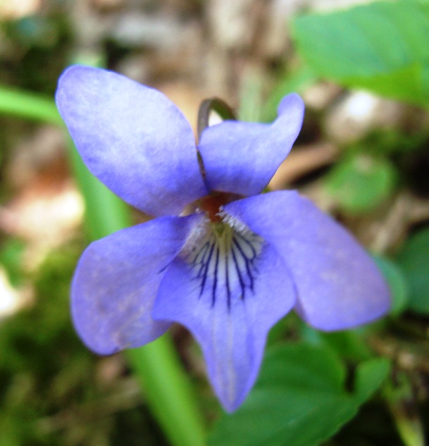 Viola reichebachiana